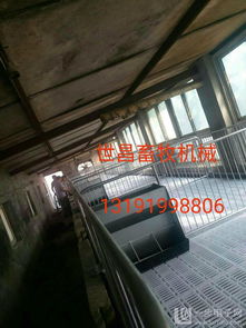 提升养殖效益新选择 河北小猪保育床的安装服务与环境卫生优势详解