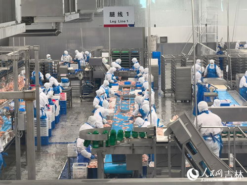 环境优 根基实 全链肉鸡产业助吉林乡村振兴